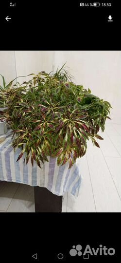 Колеус разноцветный