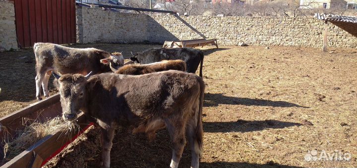 Телята бычки
