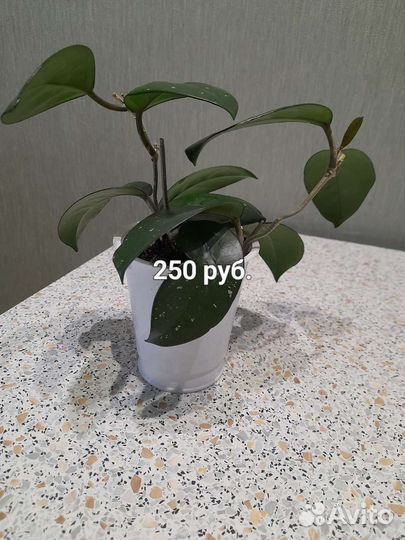 Комнатные растения цветы