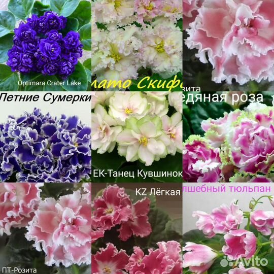 Укоренённые черенки сортовых фиалок 77 разных сорт