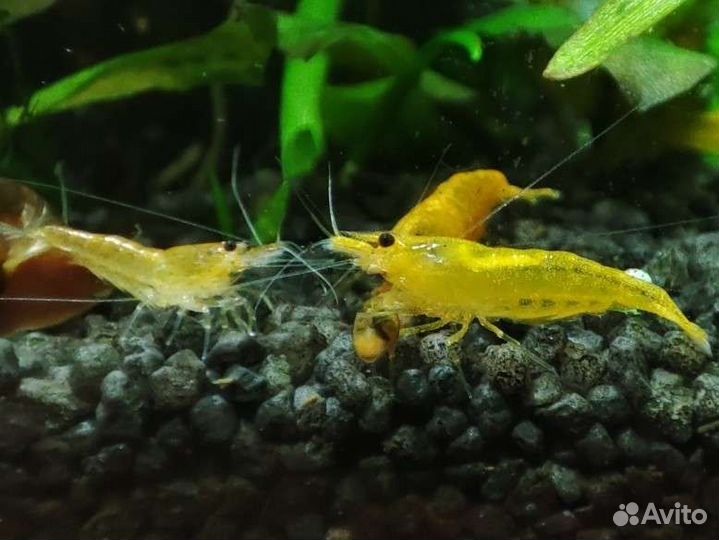 Аквариумные рыбки растения