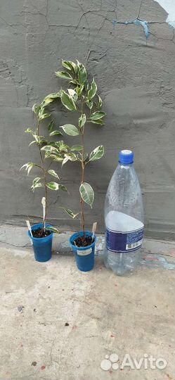 Фикусы взрослые