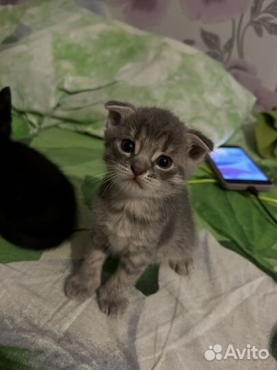 Британские котята