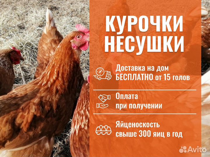Куры с доставкой