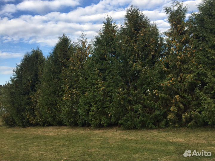 Туи брабант