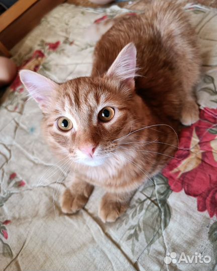Рыжие котики