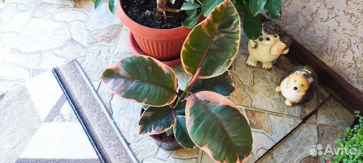 Фикус эластика тинеке