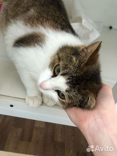 Кошечка Эльза