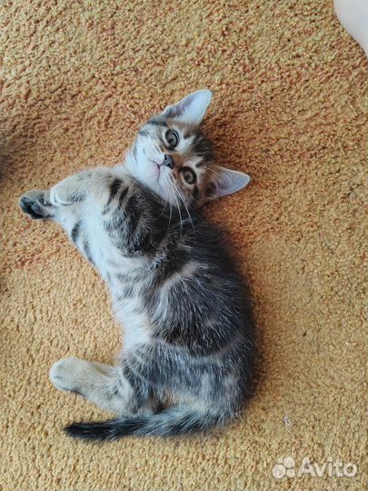 Отдам в добрые руки котят