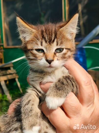 Милые котята