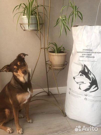 Сухой корм для щенков Променад