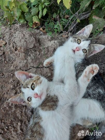 Кошки в добрые руки