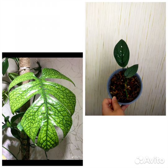 Монстеры Индоминт, Спайдермен, желтый вар