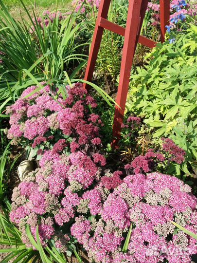 Очиток (многолетник)