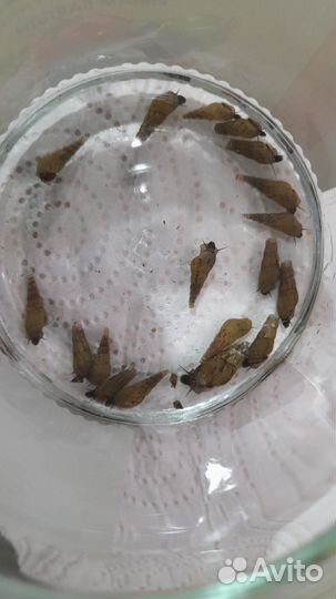 Улитки мелании