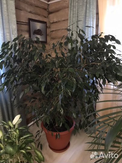 Бенджамина