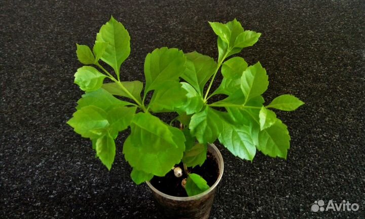 Комнатная берёза (дуранта )