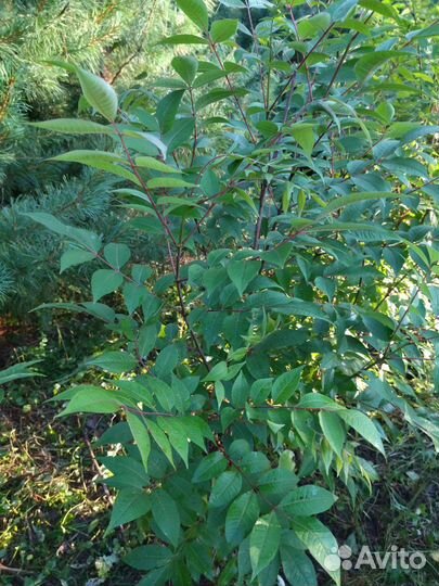 Саженцы бархата амурского