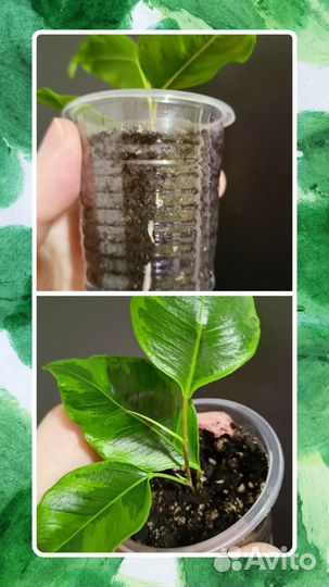 Гинура,фикус,сциндапсус