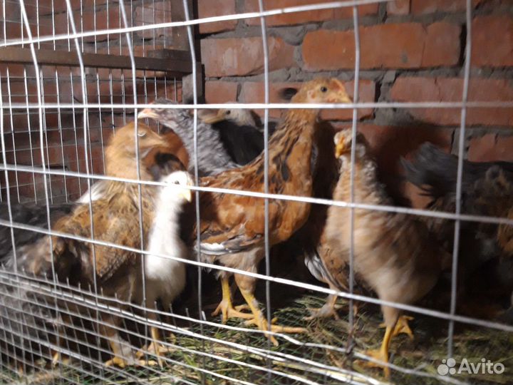 Домашняя птица