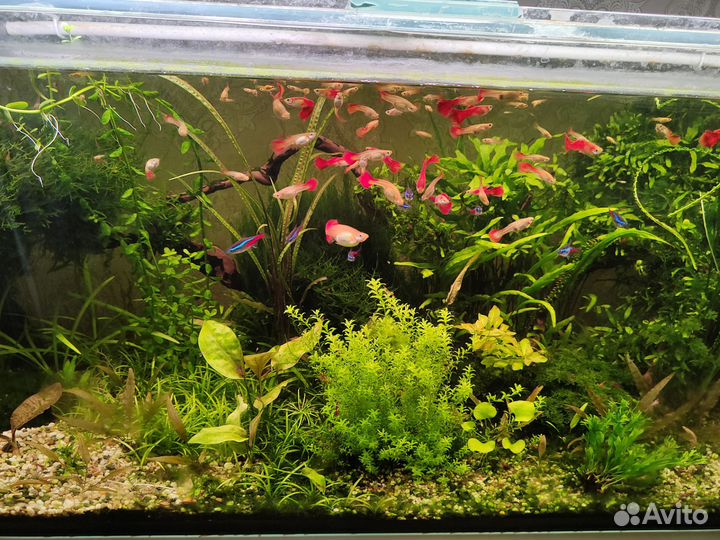 Аквариумные растения, рыбки
