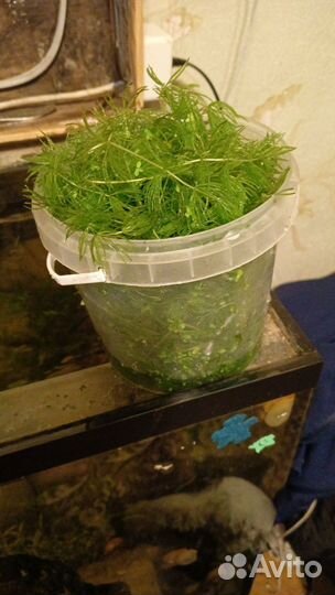 Водоросли для аквариума роголистник
