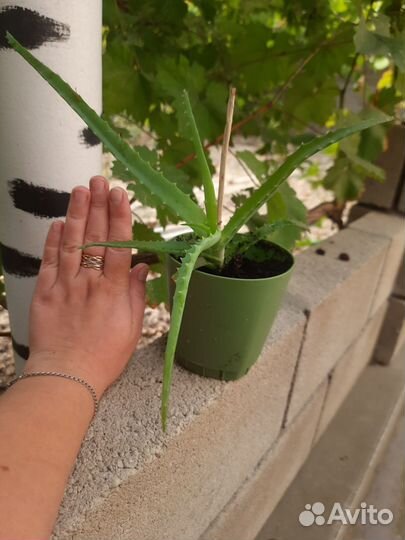 Комнатные цветы алоэ