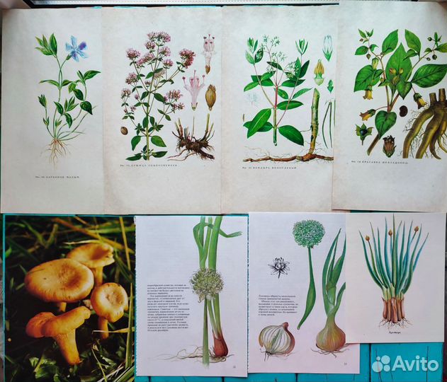 Иллюстрации растения, грибы для джанбуков