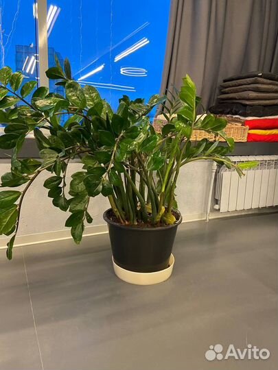 Замиокулькас