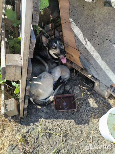 Щенок в добрые руки