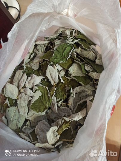 Сухие листья малины