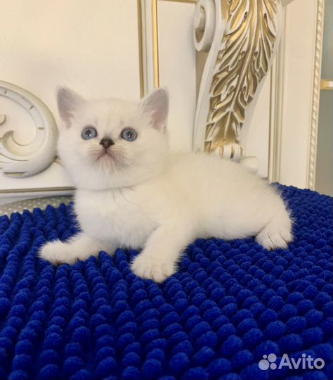 Шикарные котята