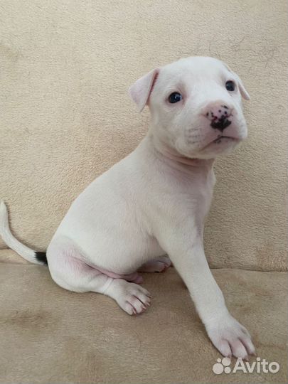 Щенки американского стаффордширского терьера