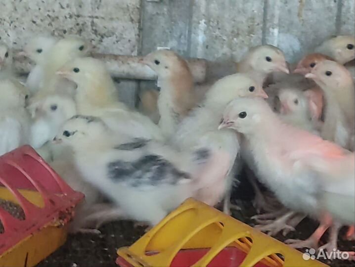 Цыплята от домашних кур несушек, 20 дней