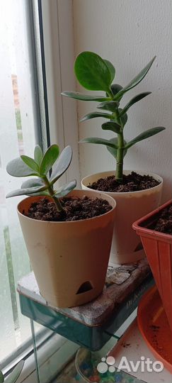 Крассула толстянка