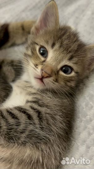 Отдам котят