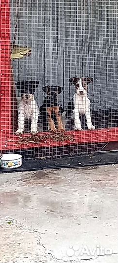 Собаки щенки