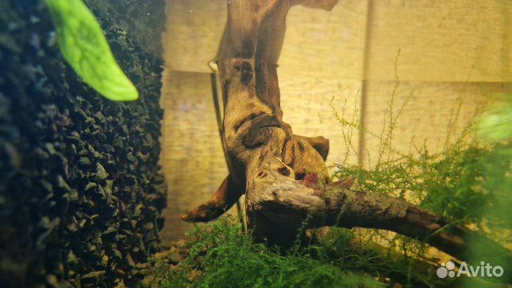 Акватеррариум