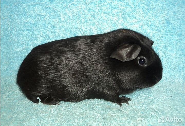 Морские свинки, девочки