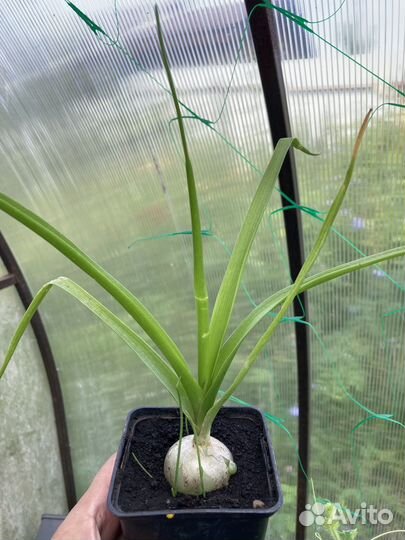 Индийский лук, птицемлечник