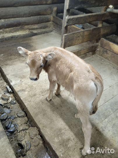 Бычок джерси