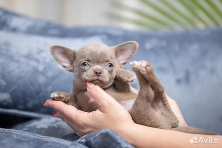Шикарные Щенки Чихуахуа мальчики и девочки