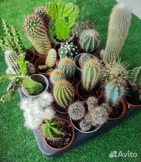 Кактусы