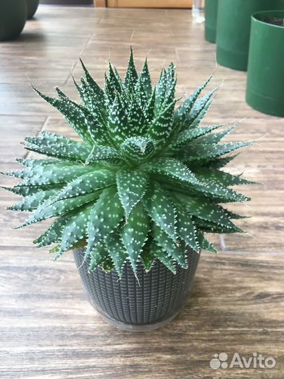 Суккуленты