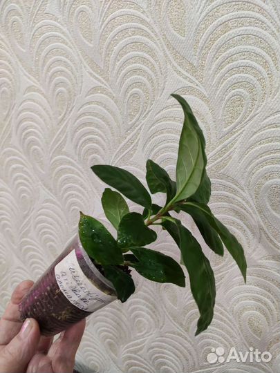 Африканская гардения (Mitrostigma)ароматная