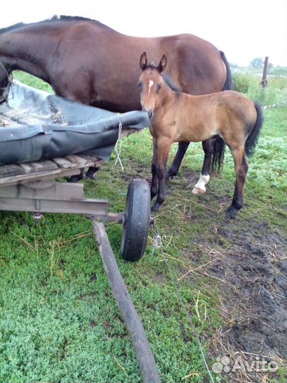 Кобыла 3г.орловец + владимирская тяж
