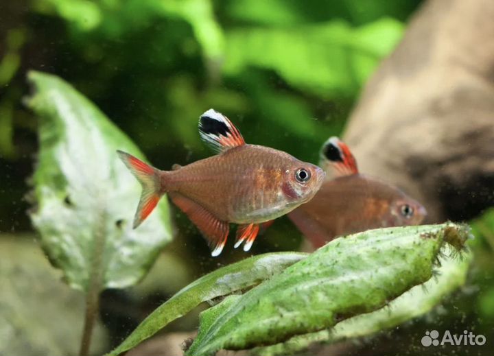 Орнатусы Гуппи Нематода Гриндальский червь