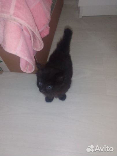 Котята