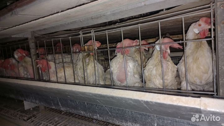 Куры несушки