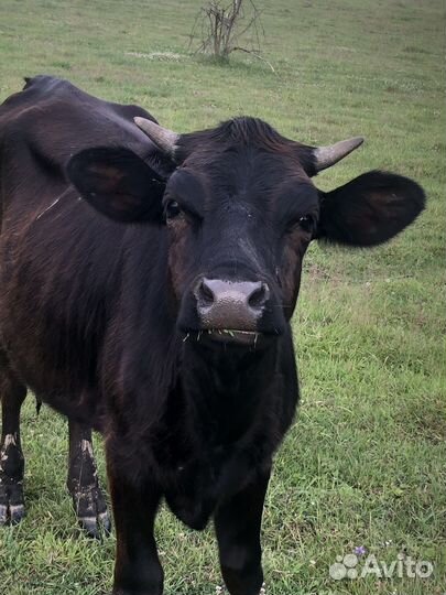 Быки,нетели,телки,дойные коровы